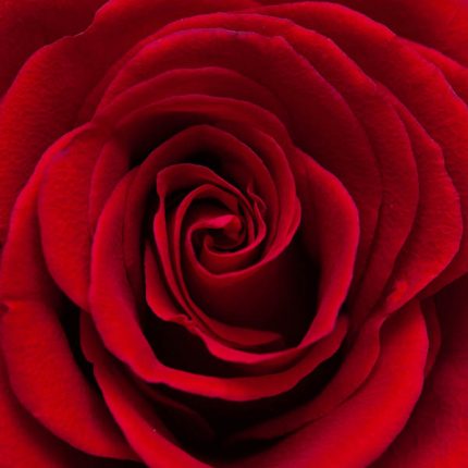 Red Rose Zen Puzzle