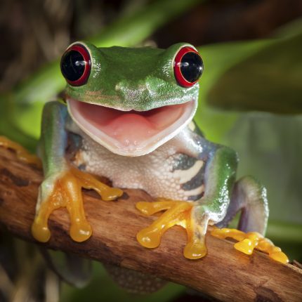 Happy Tree Frog Zen Puzzle