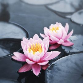 Lotus Blossoms Zen Puzzle