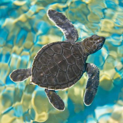 Mosaic Sea Turtle Zen Puzzle