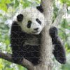 Panda Small Zen Puzzle