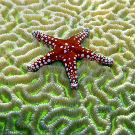 Starfish on Brain Coral Zen Puzzle