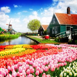 Tulip Festival Wooden Jigsaw Puzzle